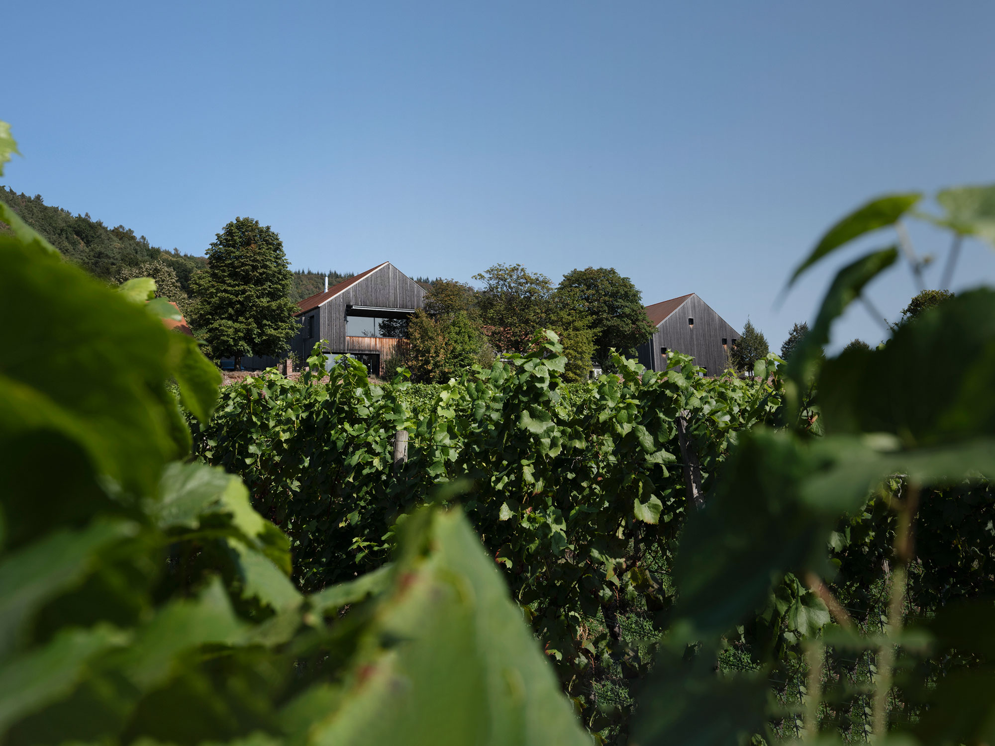 Foto 3 von Weingut Rudolf Fürst