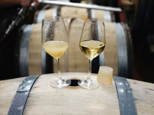 Foto 2 von Weingut Rudolf Fürst