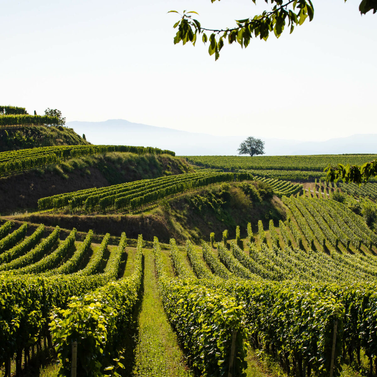 Foto 2 von Weingut Rudolf Zimmerlin GmbH