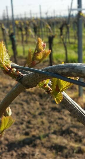 Foto 2 von Weingut Rudolph