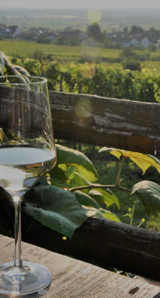 Foto 1 von Weingut Rudolph