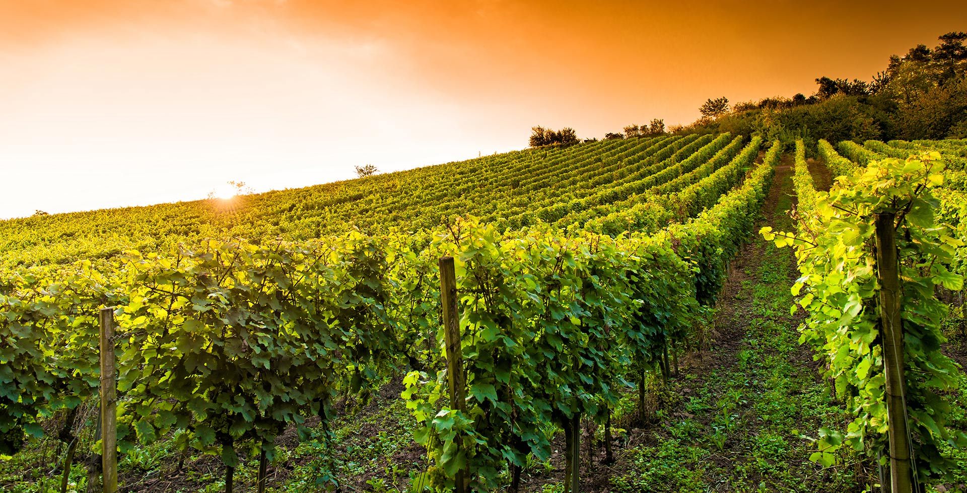 Foto 1 von Weingut Schafhausen