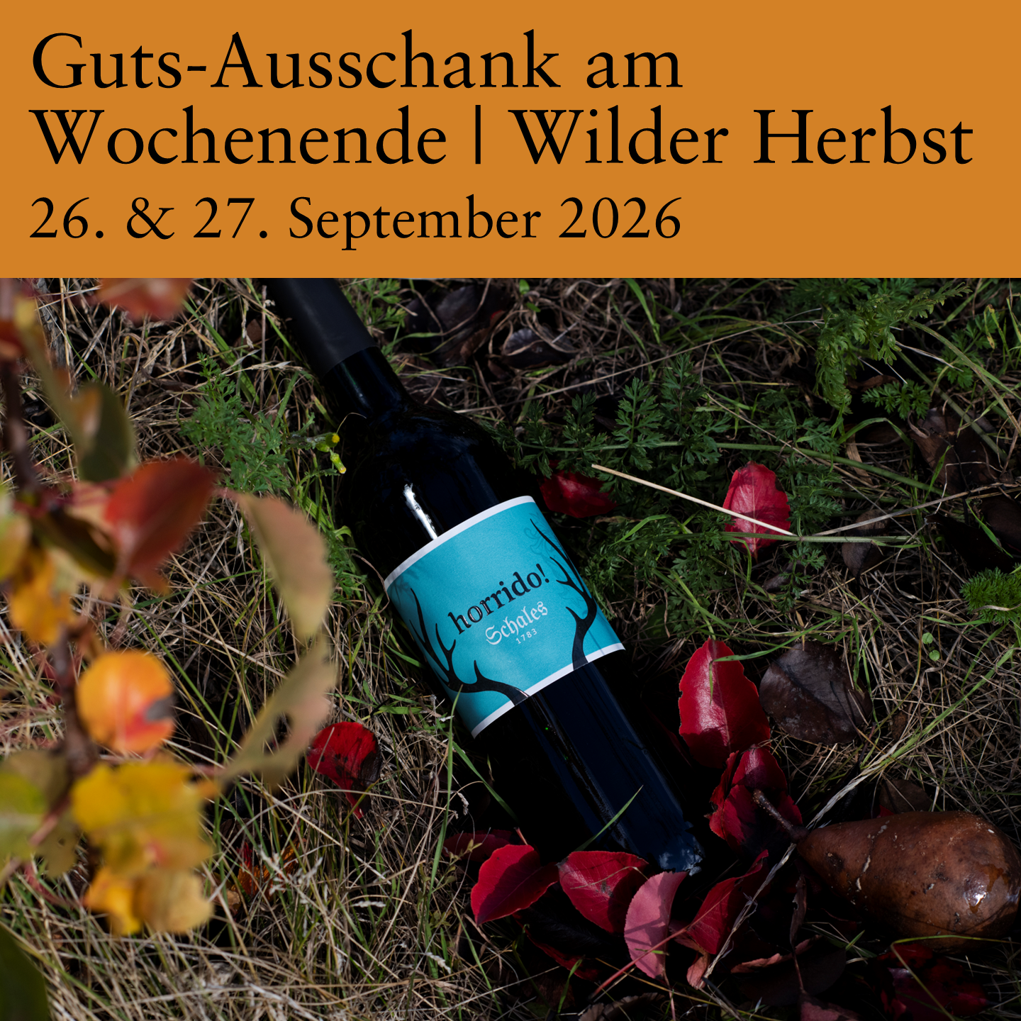 Foto 3 von Weingut Schales