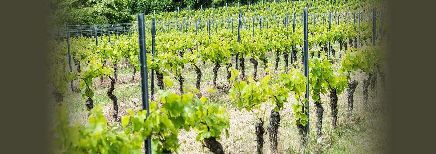 Foto 6 von Weingut Schauf