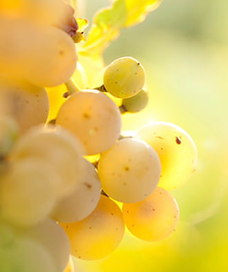 Foto 7 von Weingut Schauf