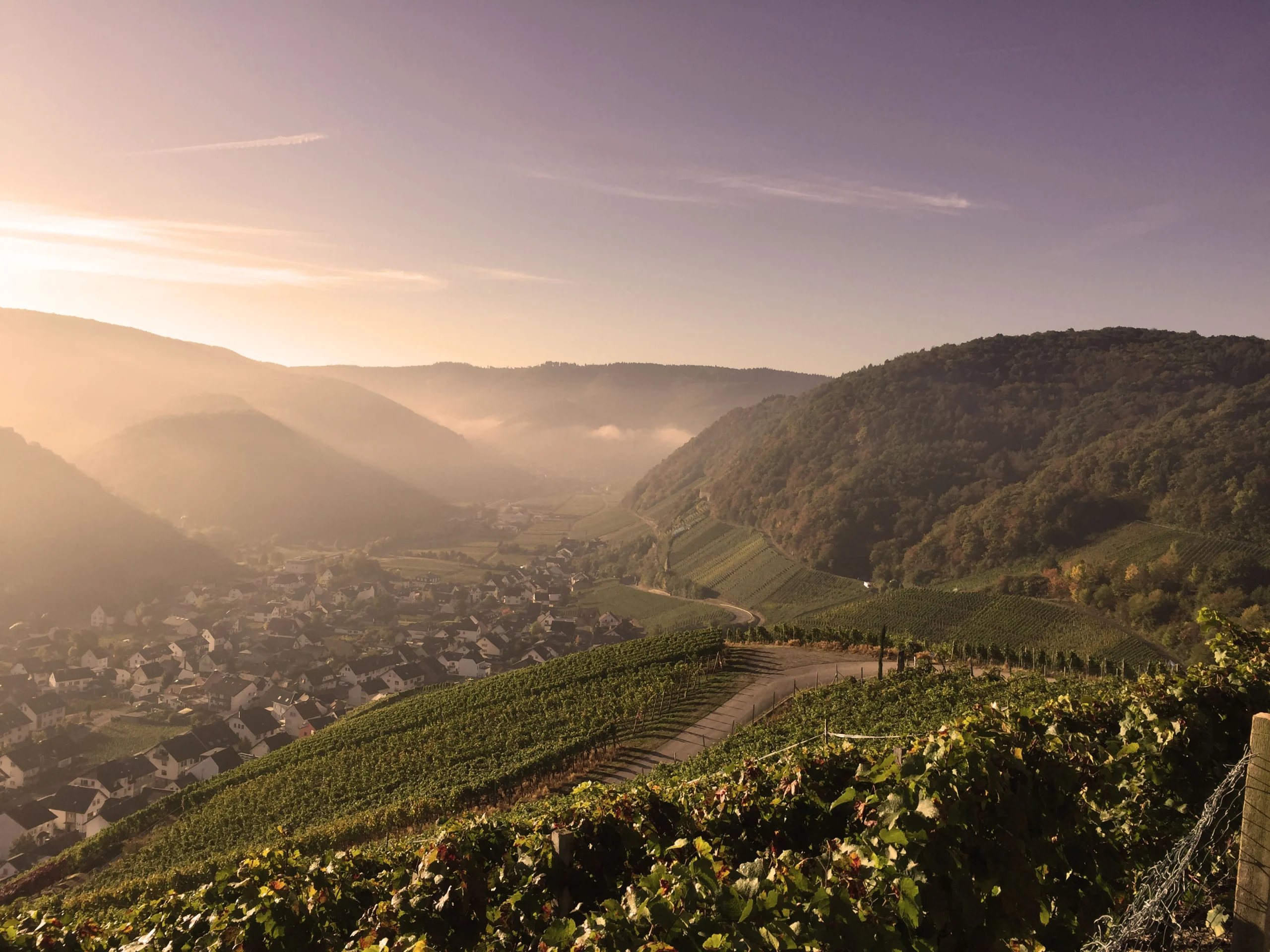 Foto 3 von Weingut Schell