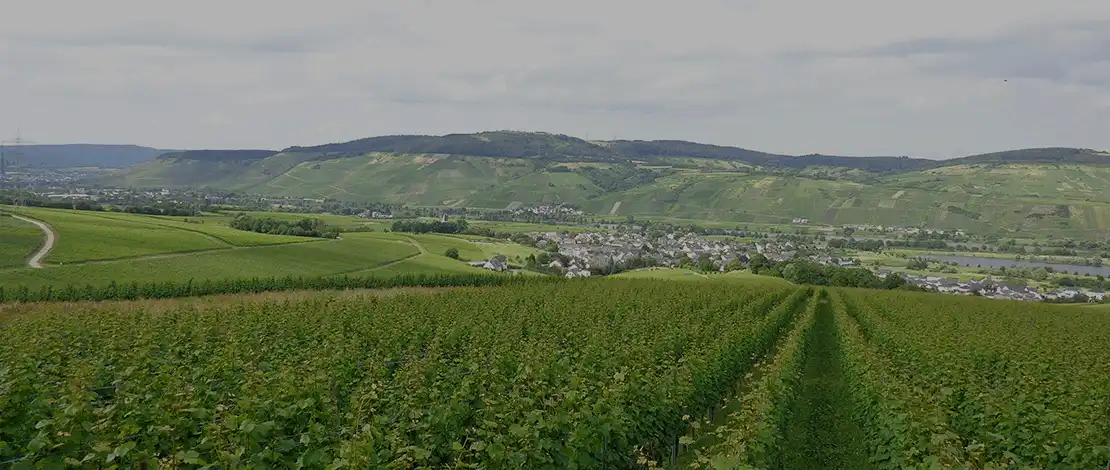 Foto 5 von Weingut Schmitt-Kranz