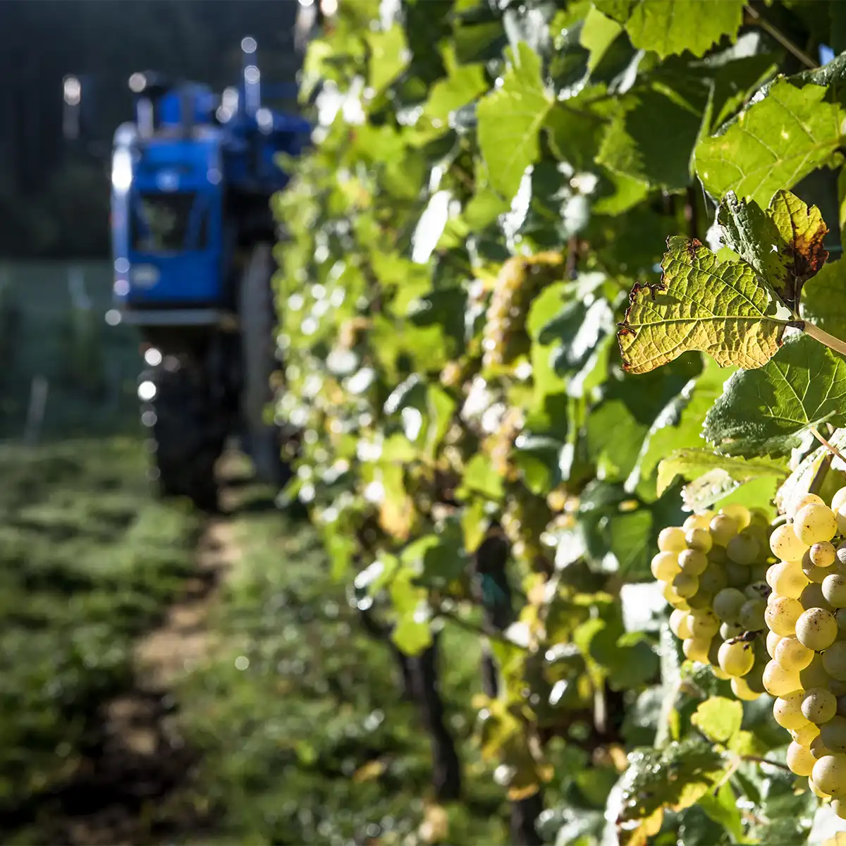 Foto 2 von Weingut Schmitt-Kranz