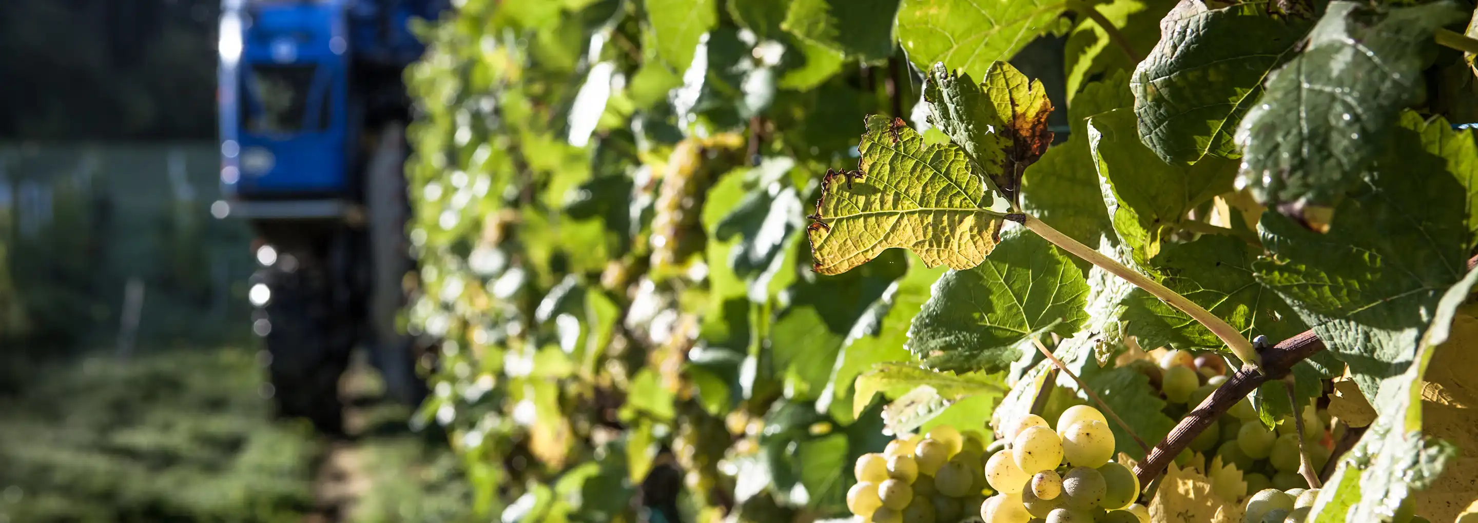 Foto 3 von Weingut Schmitt-Kranz