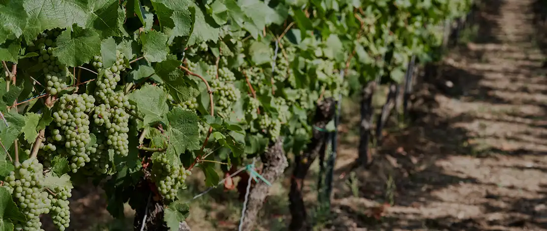 Foto 4 von Weingut Schmitt-Kranz