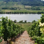 Foto 4 von Weingut Schmitz