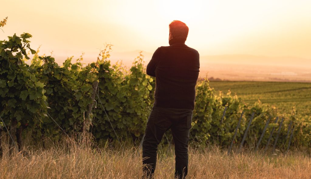 Weingut Schneider