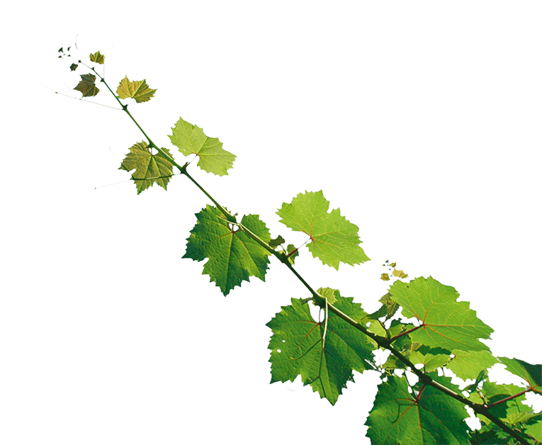 Foto 1 von Weingut Scholler