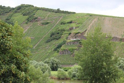 Weingut Scholtes