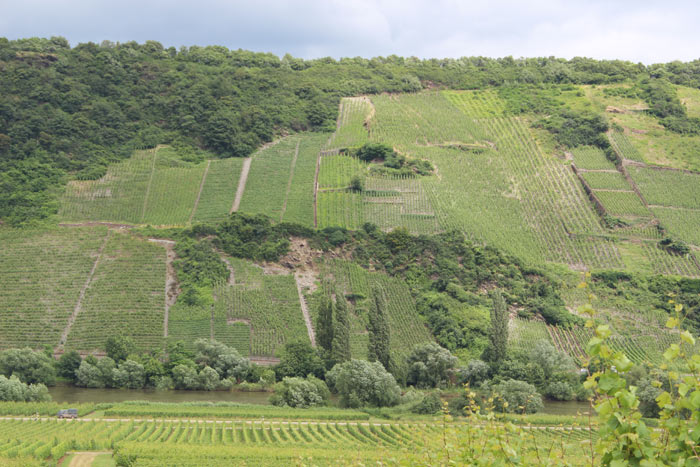 Фото 2 из Weingut Scholtes