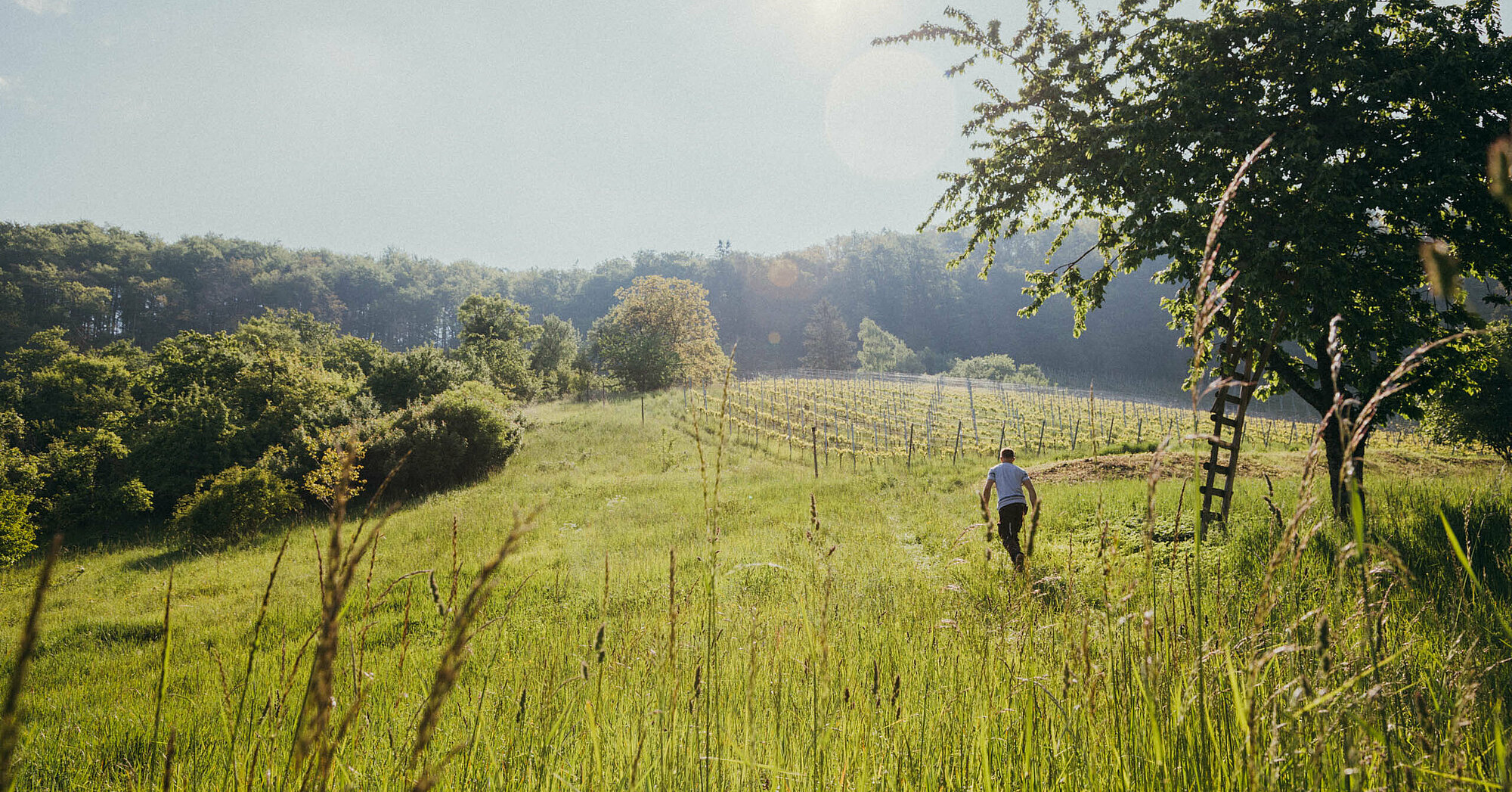 Weingut Schwegler