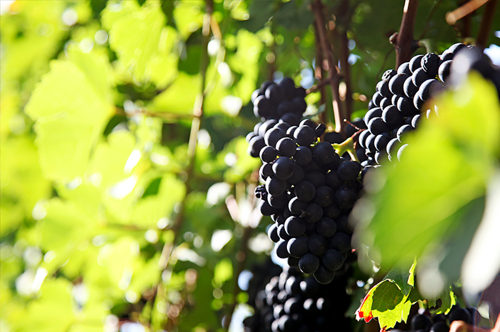 Weingut Schwindt