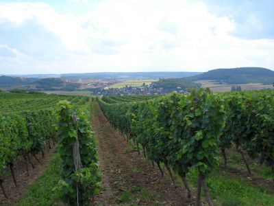 Foto 6 von Weingut Senger-Edinger