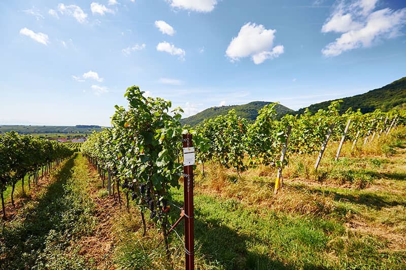 Weingut Siegrist