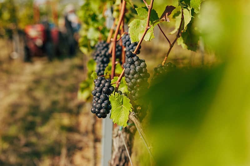 Photo 4 of Weingut Siegrist