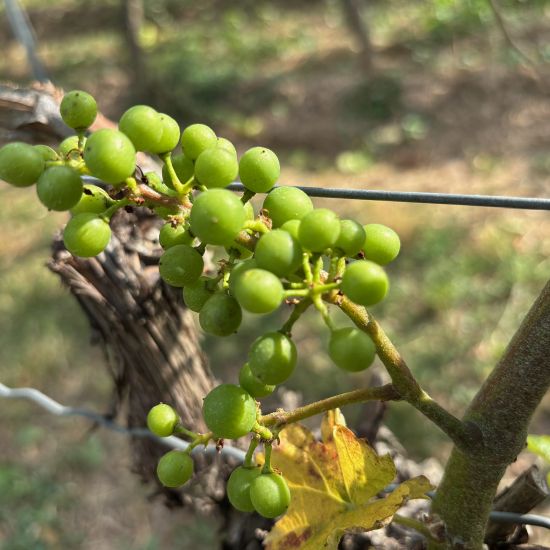 Foto 5 von Weingut Simon-Bürkle