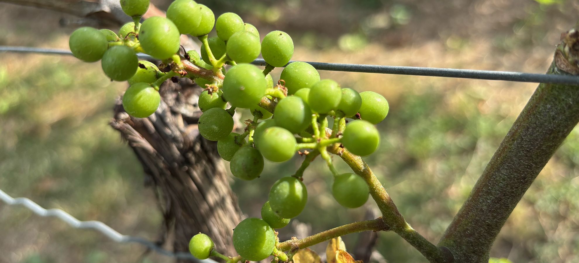 Foto 4 von Weingut Simon-Bürkle