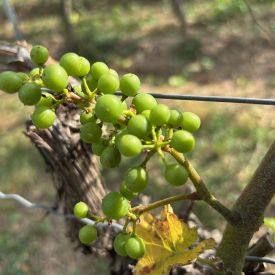 Foto 6 von Weingut Simon-Bürkle
