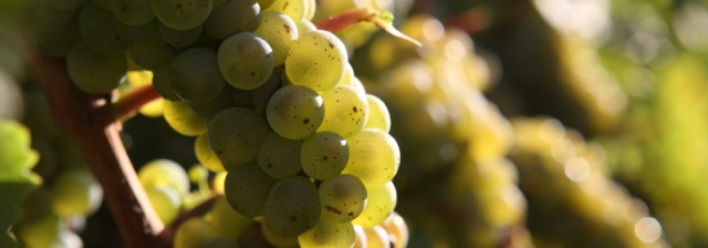 Foto 3 von Weingut Singer-Fischer