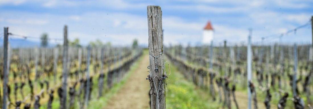 Foto 2 von Weingut Singer-Fischer