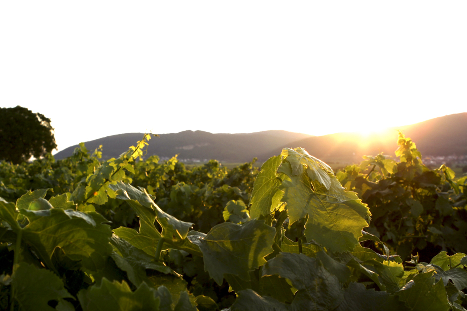 Foto 2 von Weingut Sonnenhof