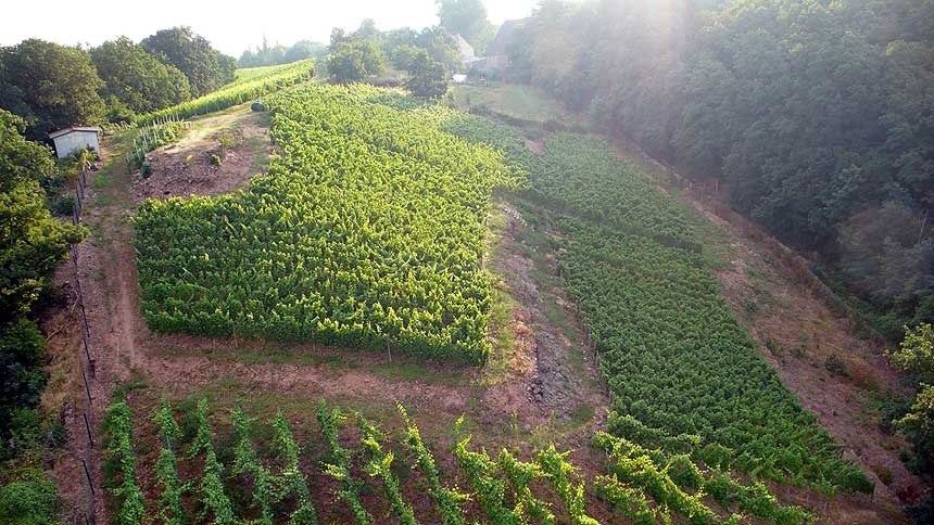 Foto 6 von Weingut Steffen Schabehorn