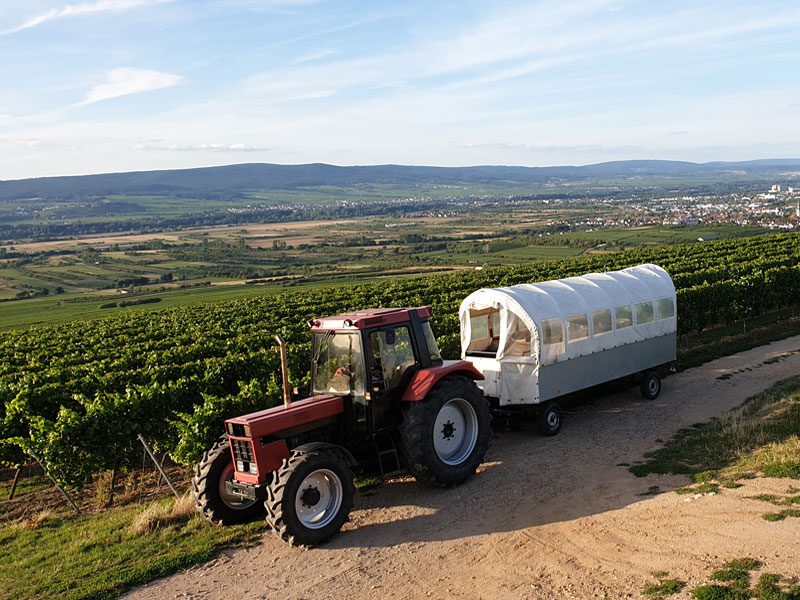 Foto 7 von St. Marienhof Weingut