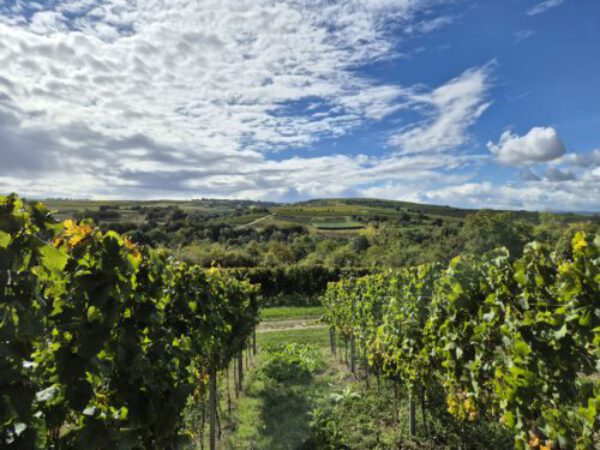 Foto 2 von St. Marienhof Weingut