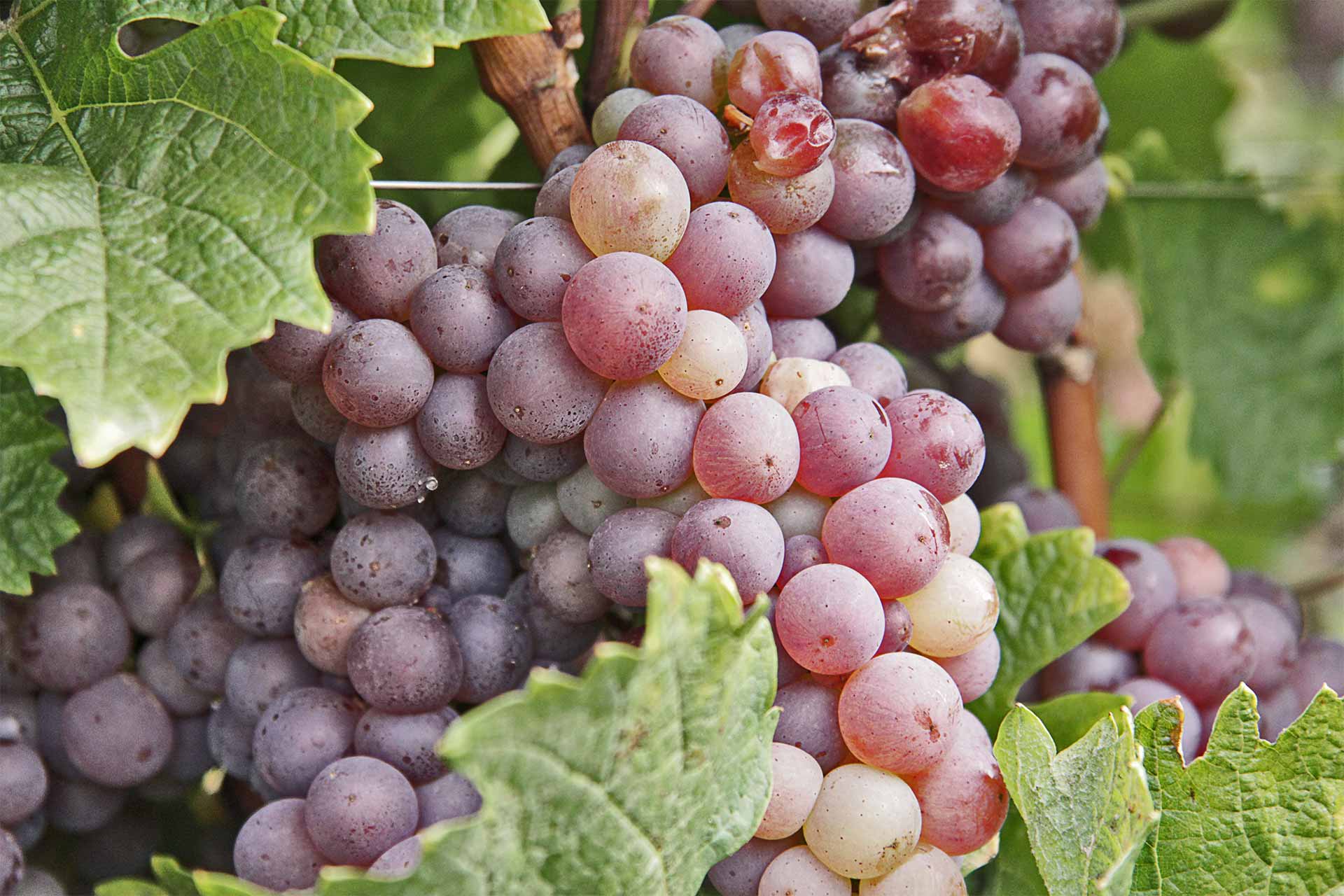 Foto 7 von Weingut Stephan Steinmetz
