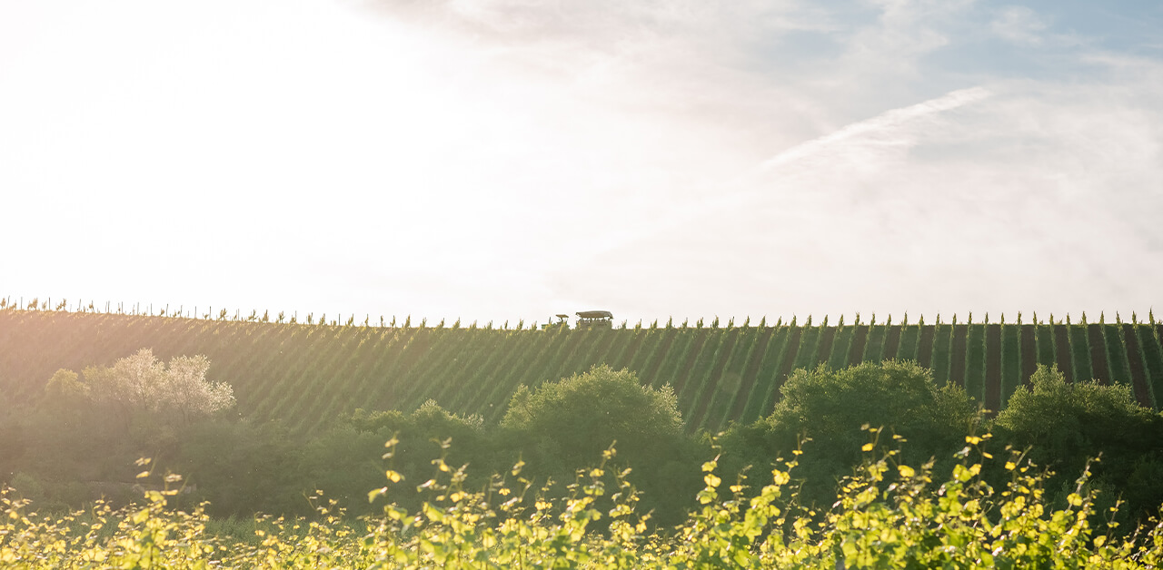 Foto 3 von Weingut Sternenfelserhof