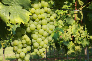 Foto 3 von Weingut Stöckel-Hoos