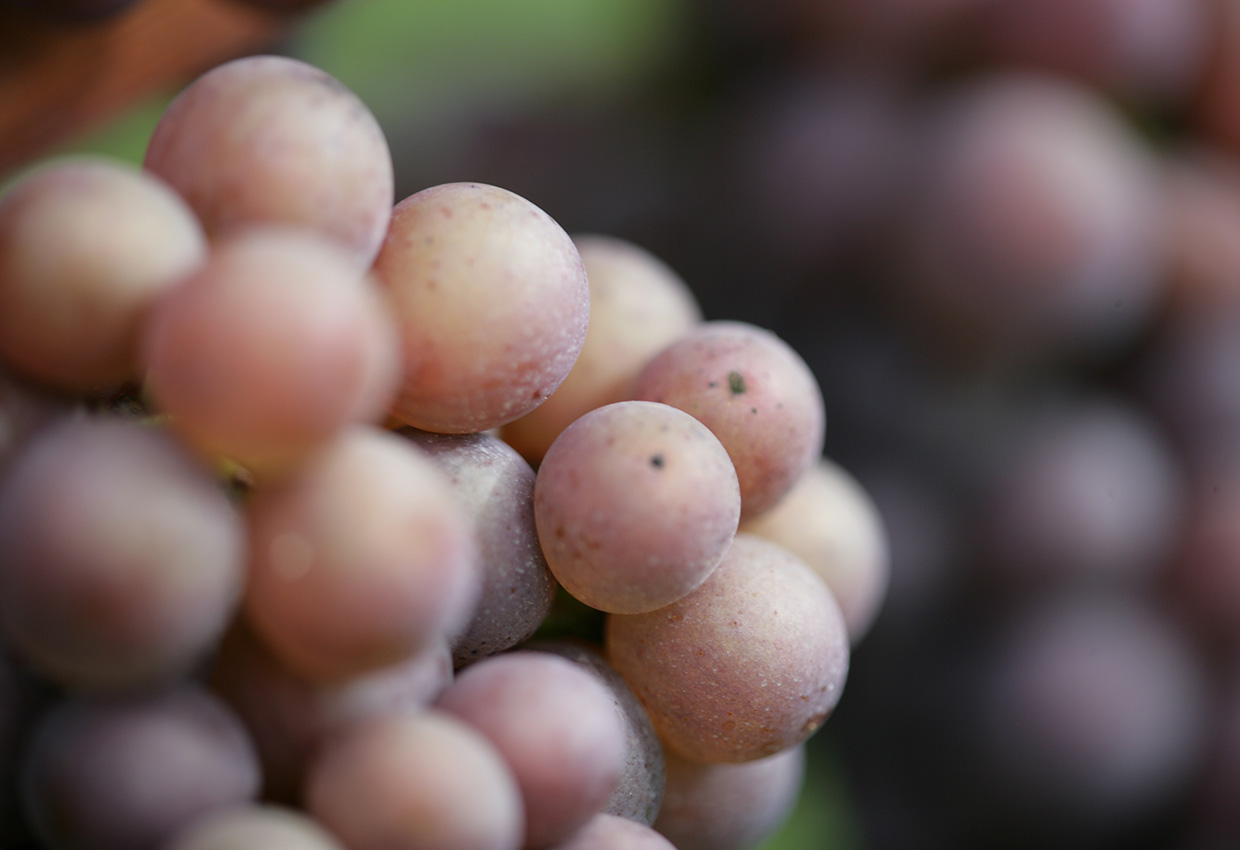 Weingut Strohm