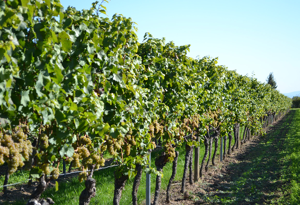 Foto 2 von Weingut Strohm