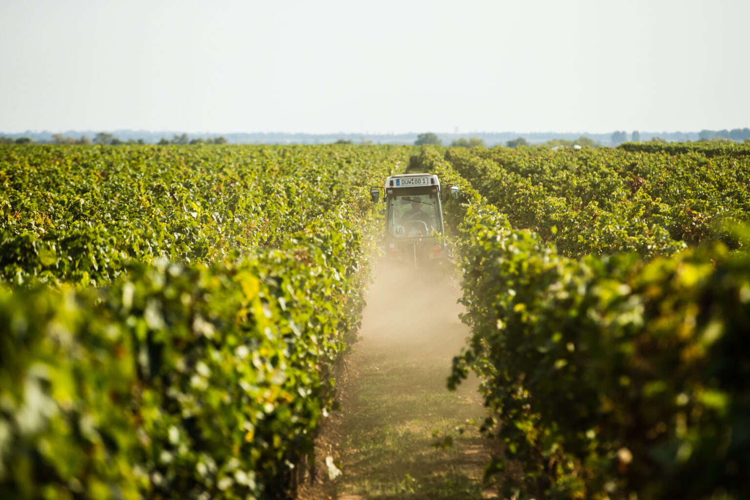 Foto 4 von Weingut Studier