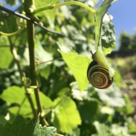 Foto 2 von Weingut Sturm-Pargen