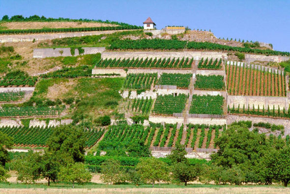 Foto 2 von Weingut Susanne Schmidt