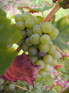 Foto 3 von Weingut Susanne Schmidt