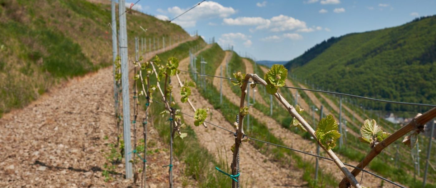 Foto 3 von Weingut Theo Loosen