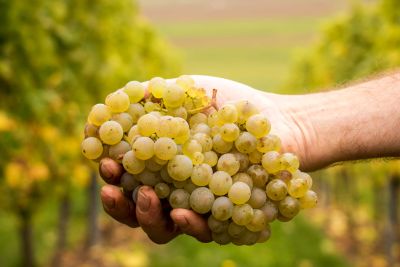Foto 2 von Weingut Theobald