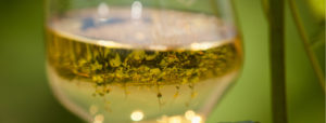 Foto 1 von Weingut Thomas-Rüb