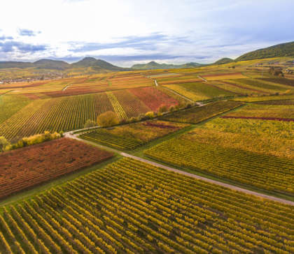 Foto 3 von Weingut Übel
