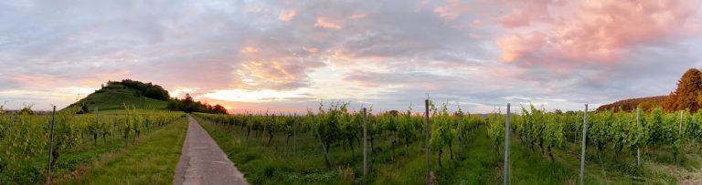 Foto 2 von Weingut Ulmann