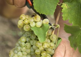 Foto 1 von Weingut Ulrich Buck