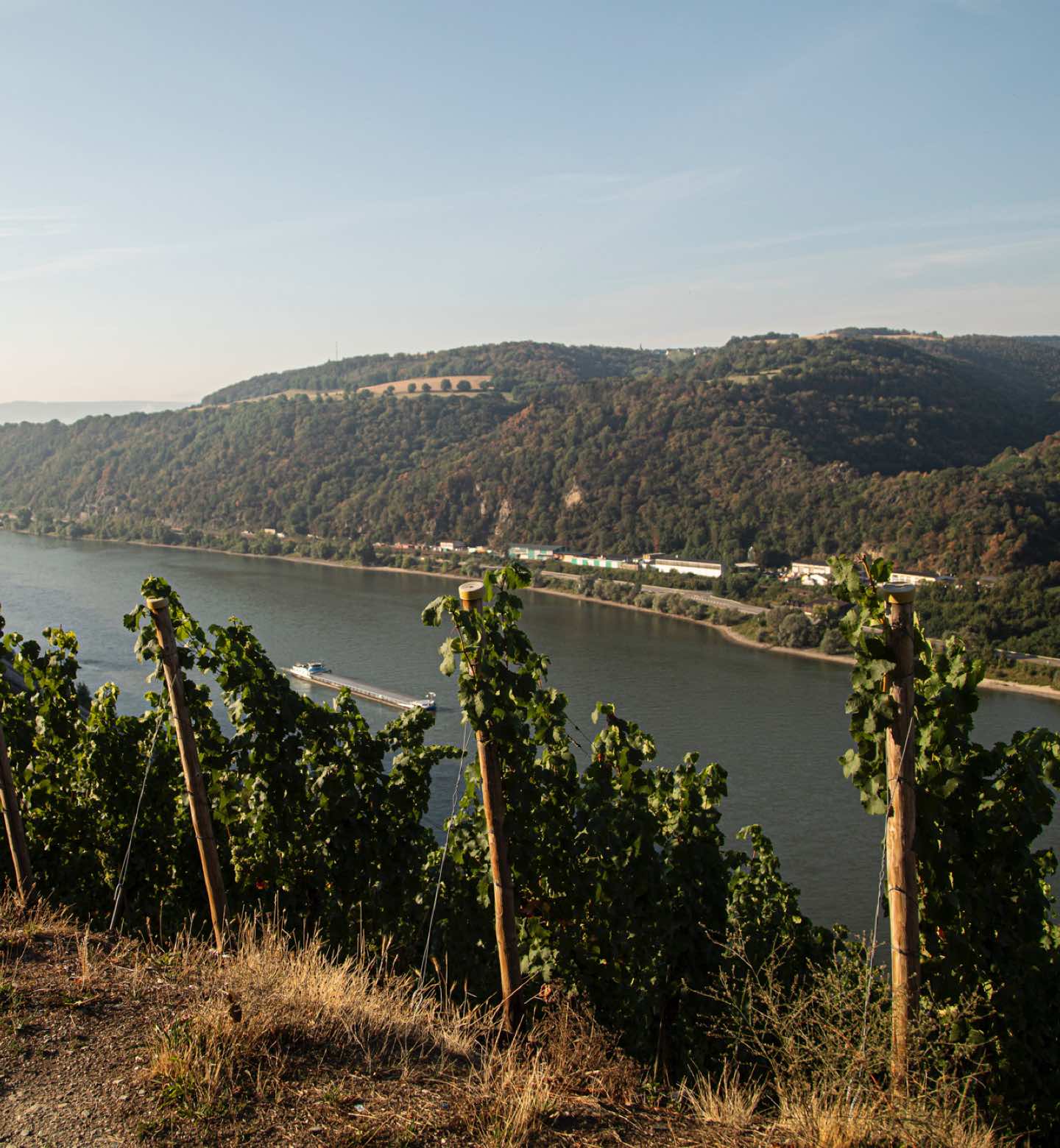 Foto 7 von Weingut und Destillerie Sonnenhang
