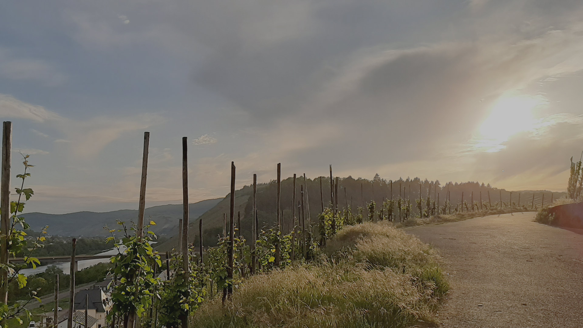 Foto 7 von Weingut und Ferienhaus Ulrich Schumann